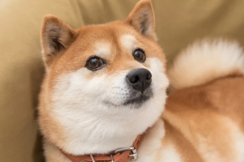 Should You Forget Bitcoin and Buy Dogecoin Instead?