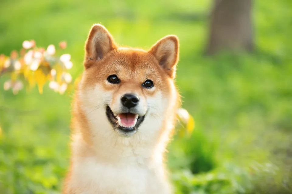 Dogecoin Has Soared by 350% This Year. Will It Be a Better Buy Than Bitcoin in 2025?